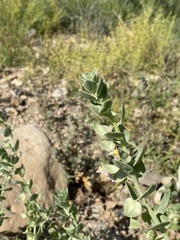 Schweinfurthia papilionacea