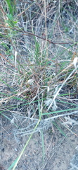 Eragrostis capensis