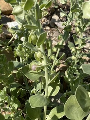 Schweinfurthia papilionacea