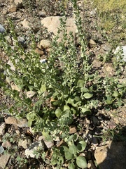 Schweinfurthia papilionacea