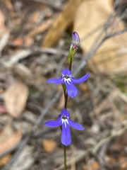 Lobelia dentata