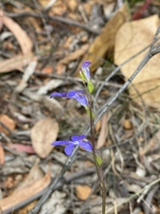 Lobelia dentata