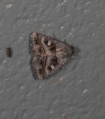 Acantholipes juba