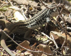 Aspidoscelis scalaris