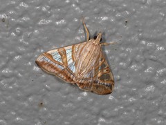 Agrioglypta zelimalis
