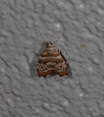 Choreutis periploca