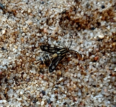 Pyropteron muscaeformis