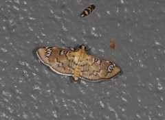 Cotachena hicana
