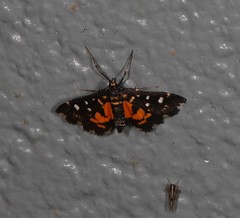 Diathrausta ochreipennis