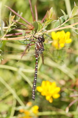 Austroaeschna inermis