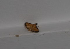 Herpetogramma hipponalis