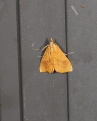 Hyalobathra brevialis