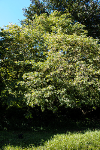 Tamarindus indica - Leaves