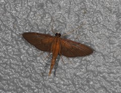 Hymenoptychis sordida