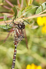 Austroaeschna inermis