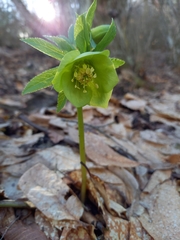 Helleborus odorus