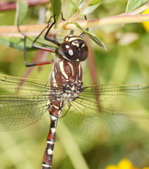 Austroaeschna inermis