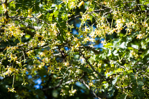 Tamarindus indica - Leaves