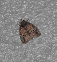 Lophothripa vitea