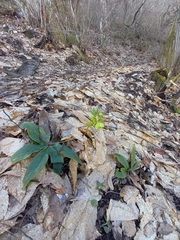 Helleborus odorus