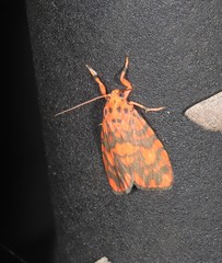Miltochrista quadrilineata