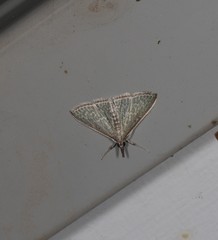 Myrmidonistis hoplora