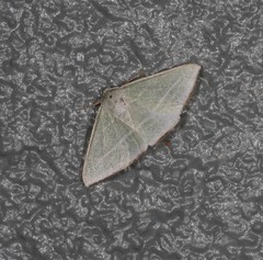 Oenochroma infantilis