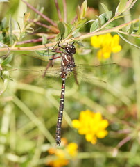 Austroaeschna inermis