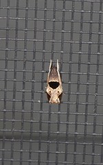 Helcystogramma hibisci