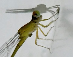 Ceriagrion chaoi