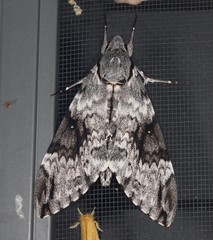 Psilogramma papuensis