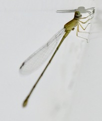 Ceriagrion chaoi