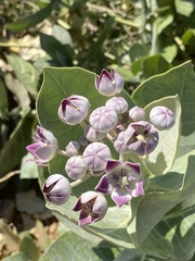 Calotropis procera