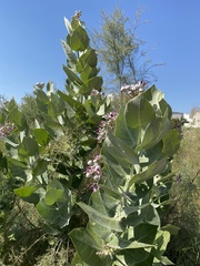 Calotropis procera