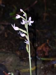 Stenoglottis fimbriata