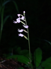 Stenoglottis fimbriata