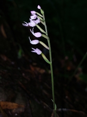Stenoglottis fimbriata