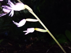 Stenoglottis fimbriata