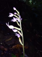 Stenoglottis fimbriata