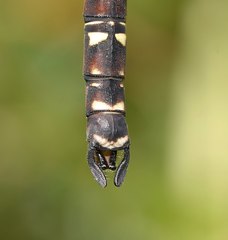 Austroaeschna inermis