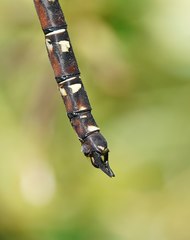 Austroaeschna inermis