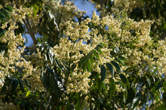 Flindersia schottiana