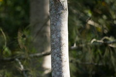 Flindersia schottiana