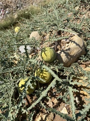 Citrullus colocynthis