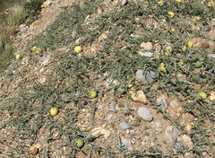 Citrullus colocynthis