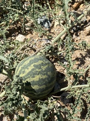 Citrullus colocynthis