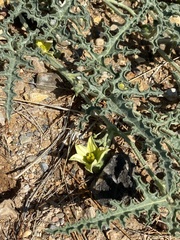 Citrullus colocynthis