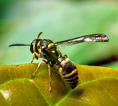 Stenodyneriellus guttulatus