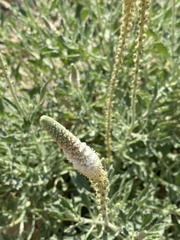 Reseda aucheri