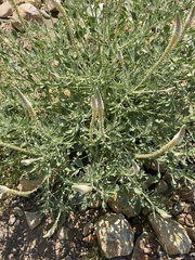 Reseda aucheri